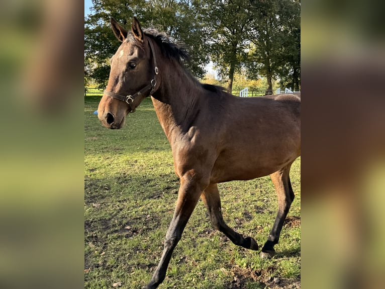 Oldenburger Springpaard Merrie 2 Jaar 168 cm Donkerbruin in Adelheidsdorf