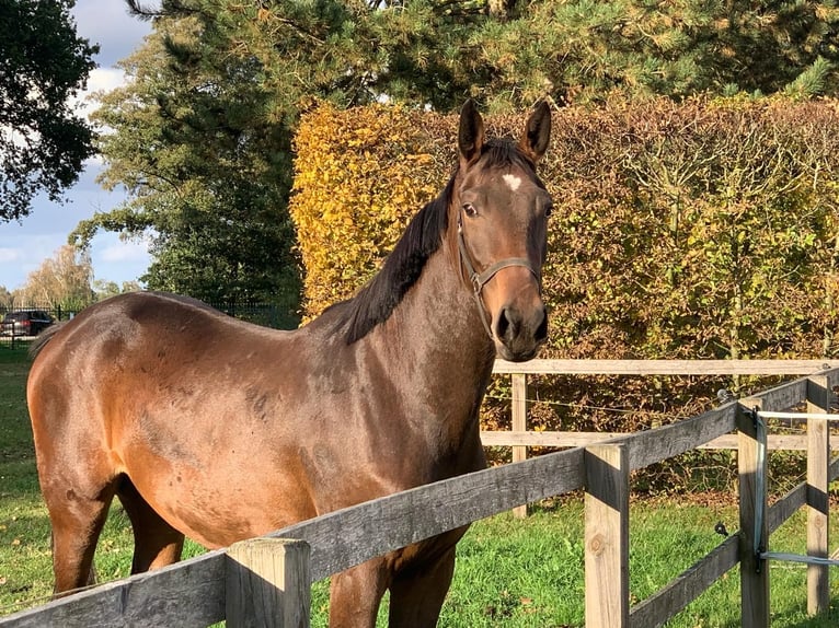 Oldenburger Springpaard Merrie 2 Jaar 168 cm Donkerbruin in Adelheidsdorf