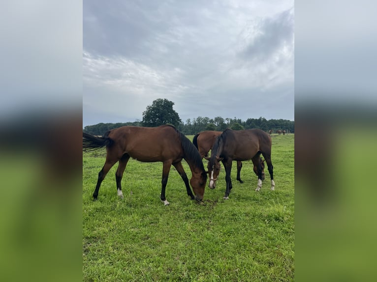 Oldenburger Springpaard Merrie 2 Jaar 169 cm Bruin in Papenhagen