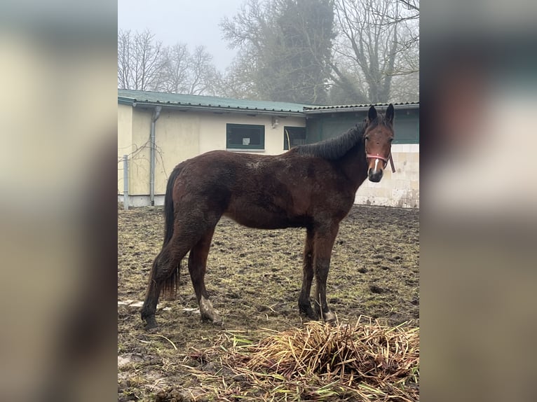 Oldenburger Springpaard Merrie 2 Jaar 169 cm Bruin in Papenhagen