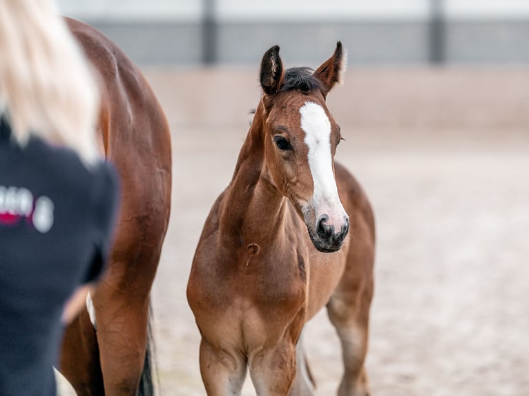 Oldenburger Springpaard Merrie 2 Jaar 169 cm Roodbruin in Zduchovice