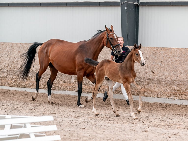 Oldenburger Springpaard Merrie 2 Jaar 169 cm Roodbruin in Zduchovice