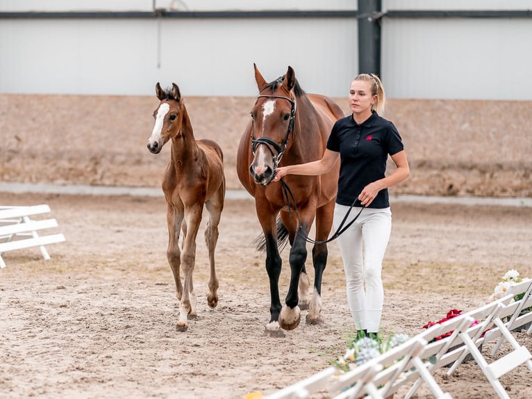 Oldenburger Springpaard Merrie 2 Jaar 169 cm Roodbruin in Zduchovice