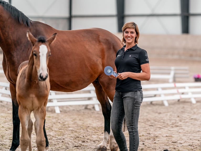 Oldenburger Springpaard Merrie 2 Jaar 169 cm Roodbruin in Zduchovice