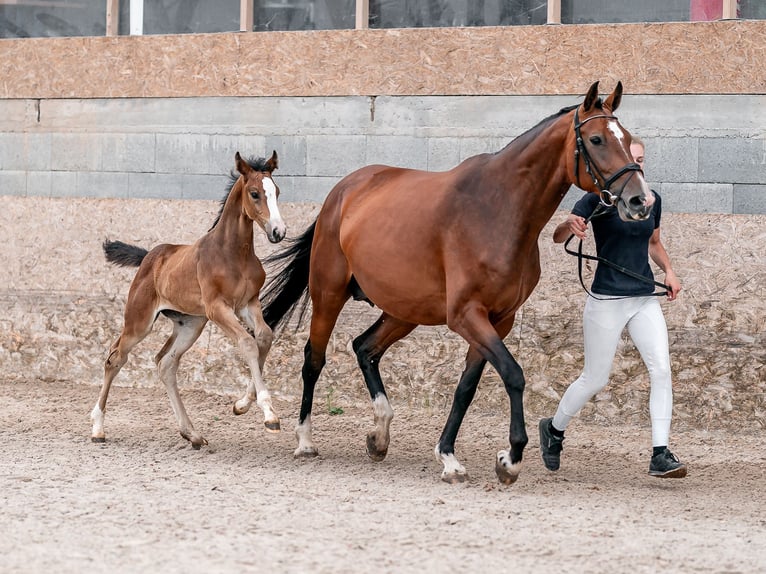 Oldenburger Springpaard Merrie 2 Jaar 169 cm Roodbruin in Zduchovice