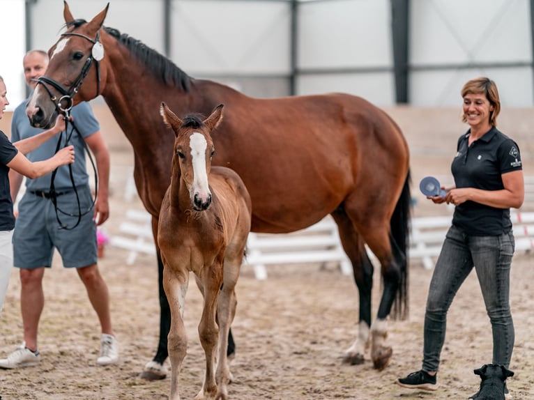 Oldenburger Springpaard Merrie 2 Jaar 169 cm Roodbruin in Zduchovice