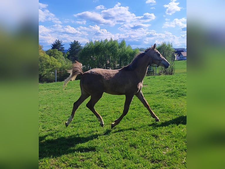 Oldenburger Springpaard Merrie 2 Jaar 169 cm Schimmel in Weitra Oldenburger Springpaard Merrie 2 Jaar 169 cm Schimmel in Weitra