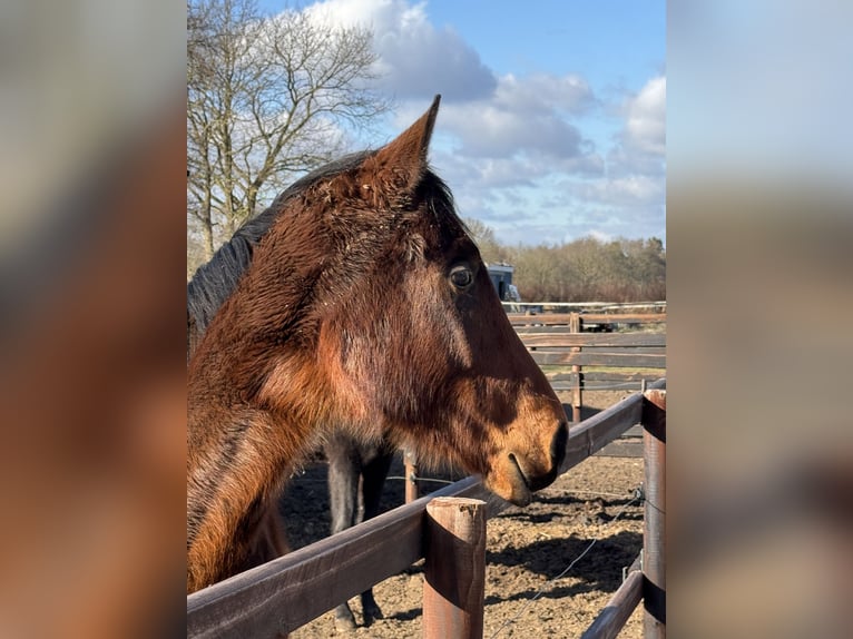 Oldenburger Springpaard Merrie 2 Jaar 170 cm Bruin in Wardenburg