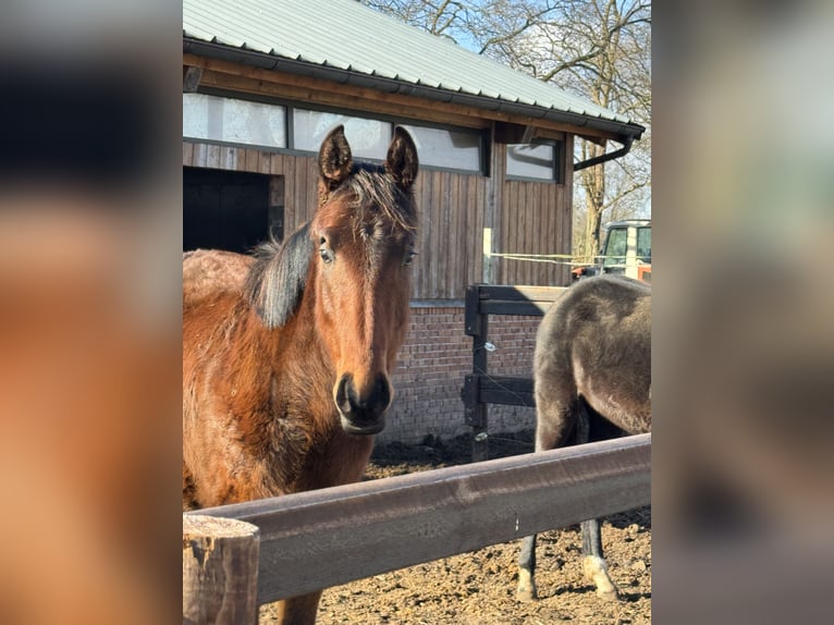 Oldenburger Springpaard Merrie 2 Jaar 170 cm Bruin in Wardenburg