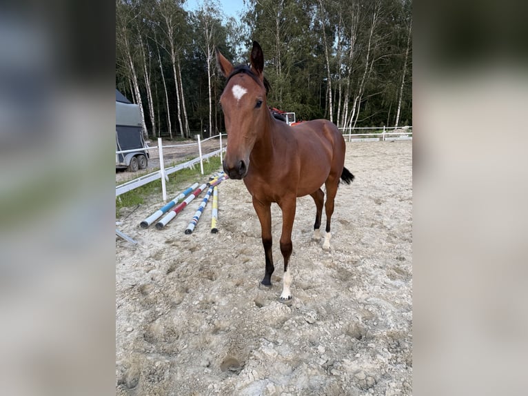 Oldenburger Springpaard Merrie 2 Jaar 170 cm Roodbruin in Żerocin