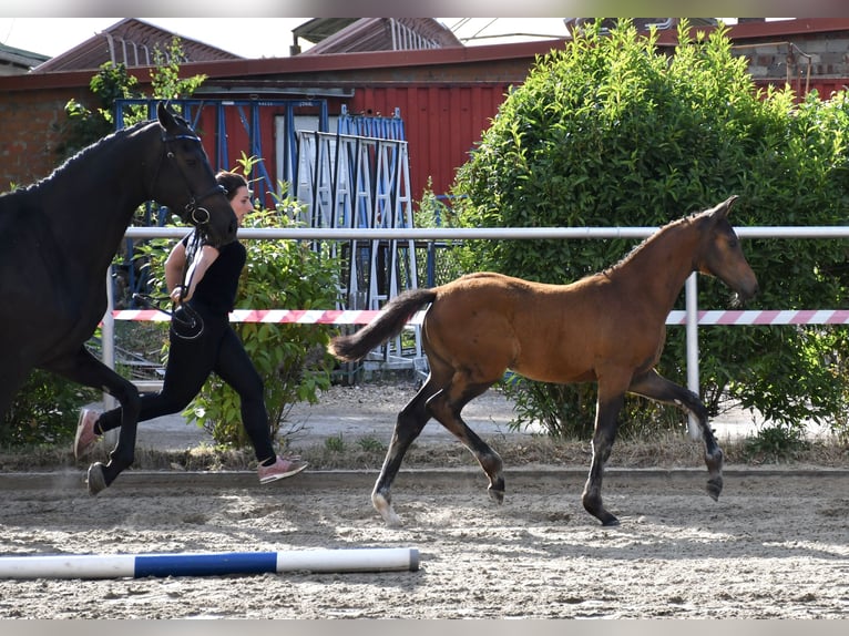 Oldenburger Springpaard Merrie 2 Jaar 170 cm Zwartbruin in Gotha