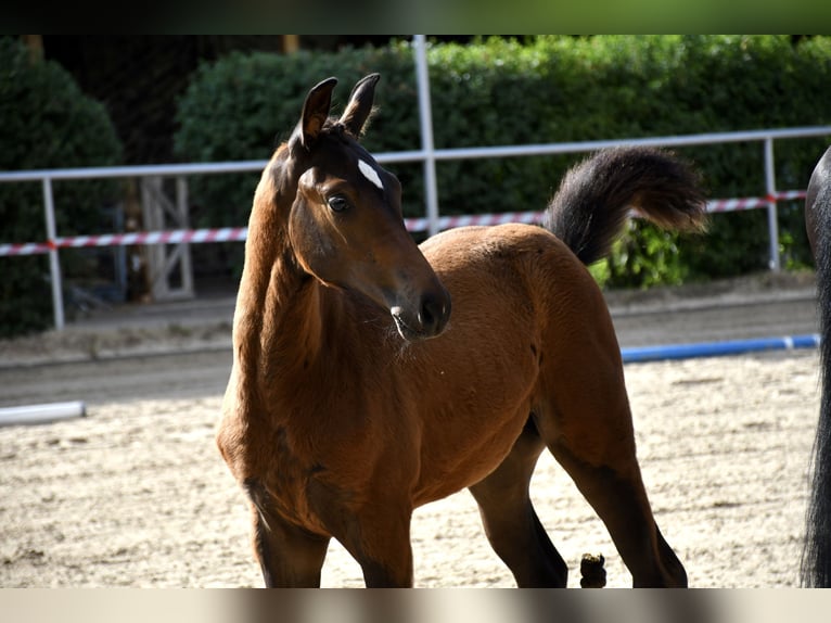 Oldenburger Springpaard Merrie 2 Jaar 170 cm Zwartbruin in Gotha