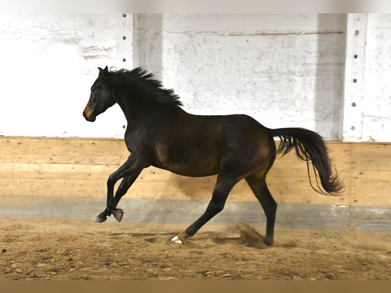 Oldenburger Springpaard Merrie 2 Jaar 170 cm Zwartbruin in Gotha