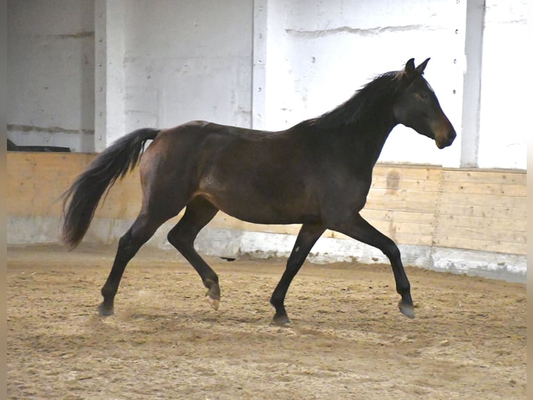 Oldenburger Springpaard Merrie 2 Jaar 170 cm Zwartbruin in Gotha