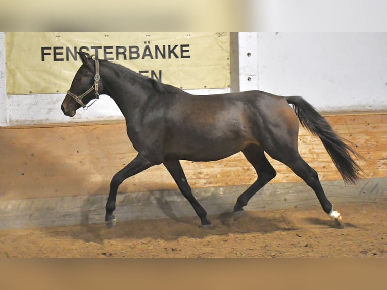 Oldenburger Springpaard Merrie 2 Jaar 170 cm Zwartbruin in Gotha