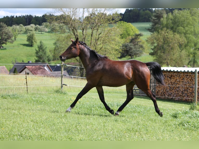 Oldenburger Springpaard Merrie 2 Jaar 172 cm Donkerbruin in Trockenborn