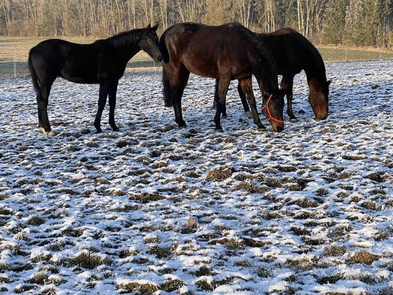 Oldenburger Springpaard Merrie 2 Jaar 172 cm Zwartschimmel in MünsingenMünsingen