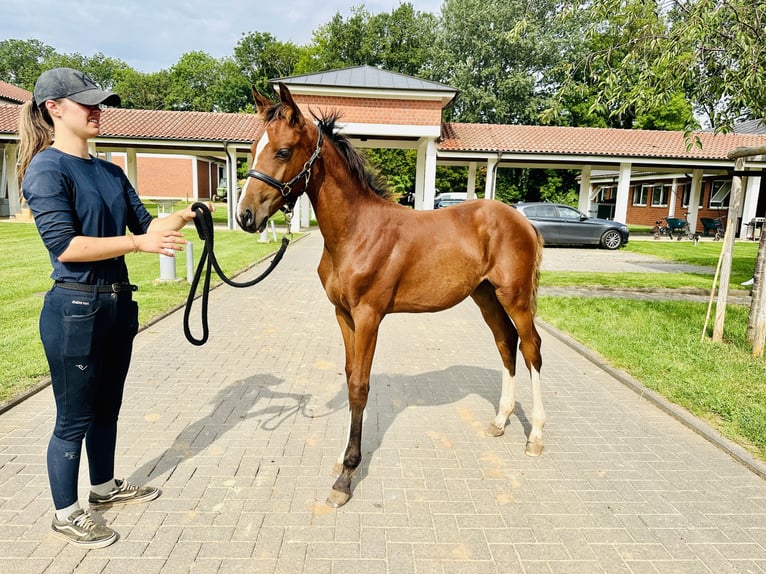 Oldenburger Springpaard Merrie 2 Jaar Bruin in Zülpich