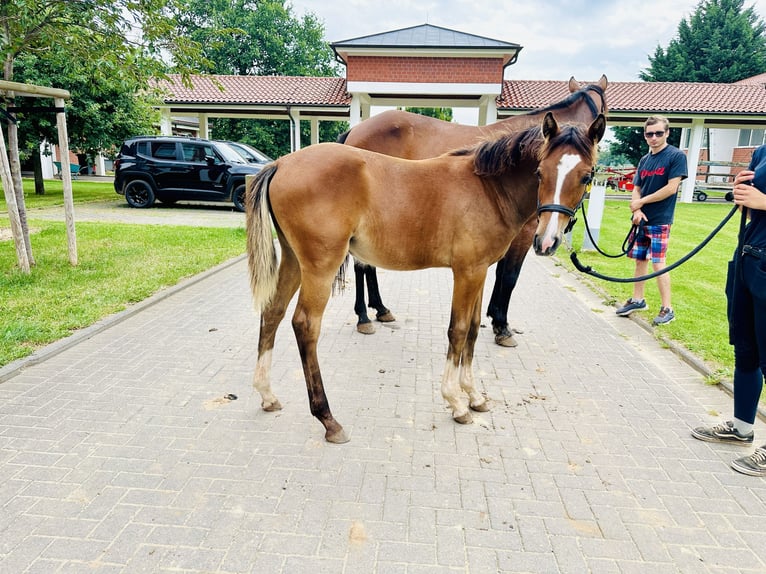Oldenburger Springpaard Merrie 2 Jaar Bruin in Zülpich