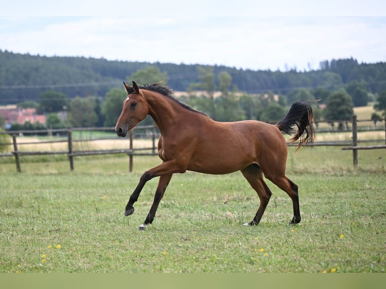Oldenburger Springpaard Merrie 2 Jaar Roodbruin in PRIBRAM