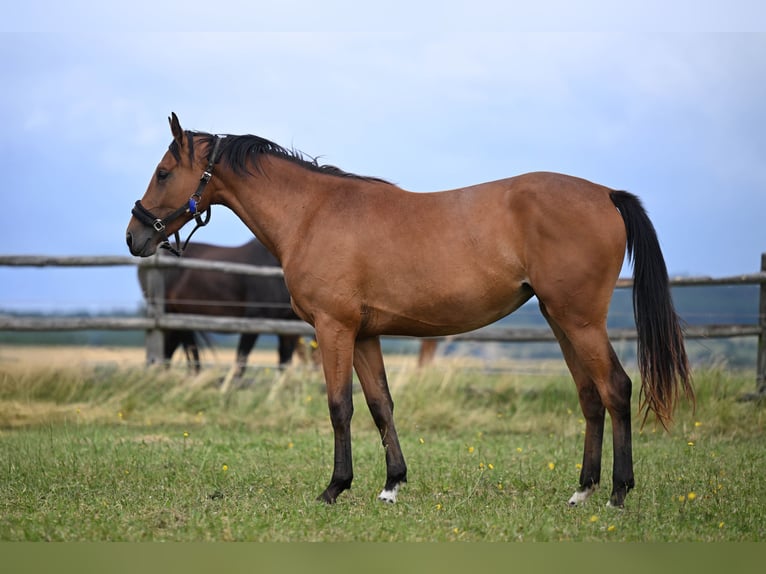 Oldenburger Springpaard Merrie 2 Jaar Roodbruin in PRIBRAM