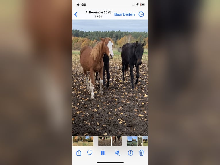 Oldenburger Springpaard Merrie 2 Jaar Vos in Dahlenburg