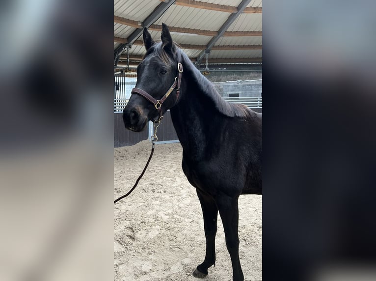 Oldenburger Springpaard Merrie 3 Jaar 152 cm Bruin in Soumagne