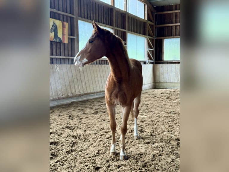Oldenburger Springpaard Merrie 3 Jaar 155 cm Vos in Altusried