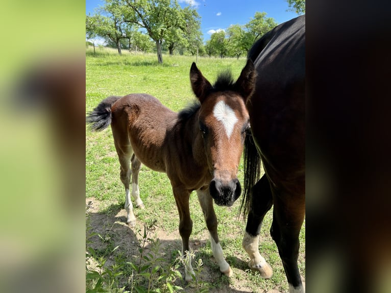 Oldenburger Springpaard Merrie 3 Jaar 160 cm Donkerbruin in Donaueschingen