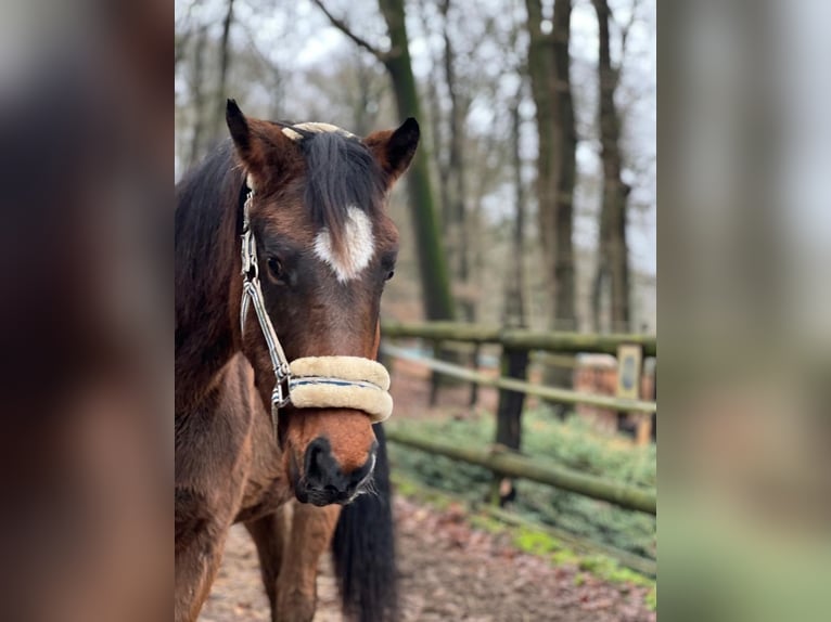 Oldenburger Springpaard Merrie 3 Jaar 162 cm Bruin in Langwedel