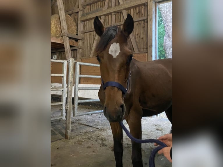 Oldenburger Springpaard Merrie 3 Jaar 162 cm Bruin in Langwedel