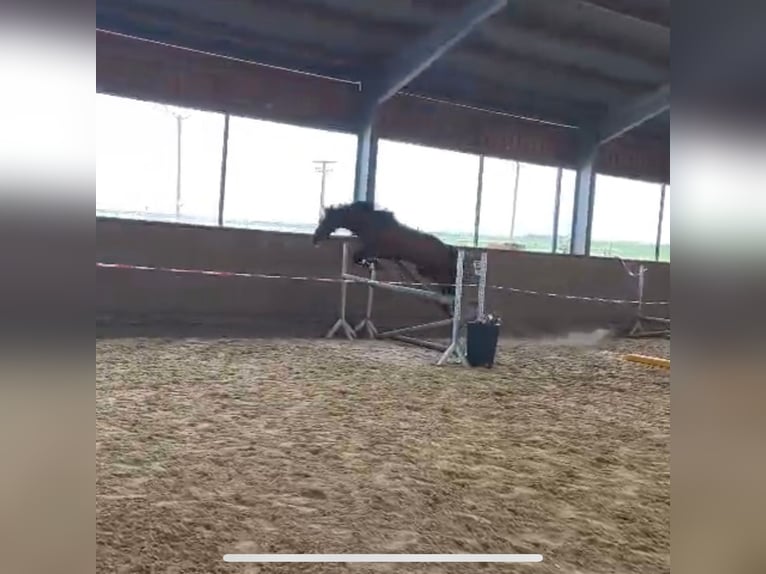 Oldenburger Springpaard Merrie 3 Jaar 164 cm Bruin in Königsmoos