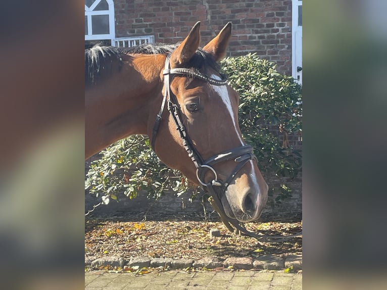 Oldenburger Springpaard Merrie 3 Jaar 164 cm Bruin in Kollmar