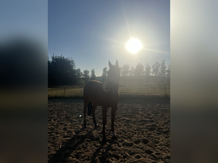 Oldenburger Springpaard Merrie 3 Jaar 165 cm Bruin in Demminemmin