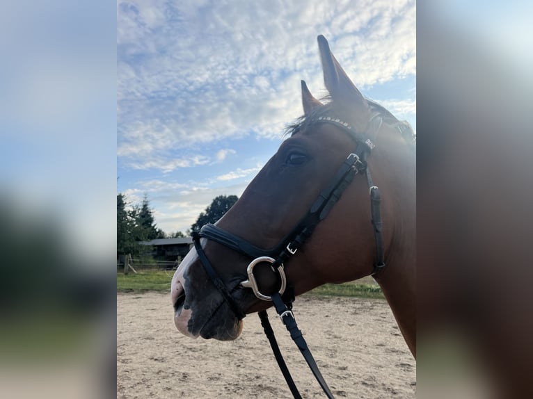 Oldenburger Springpaard Merrie 3 Jaar 165 cm Bruin in Demminemmin