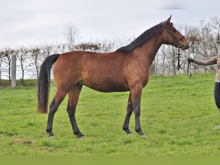 Oldenburger Springpaard Merrie 3 Jaar 165 cm Bruin in Gummersbach