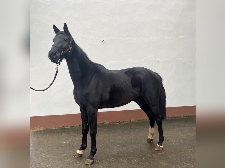 Oldenburger Springpaard Merrie 3 Jaar 165 cm Zwart in Freudenberg