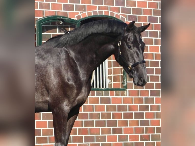 Oldenburger Springpaard Merrie 3 Jaar 166 cm Zwartschimmel in Berne