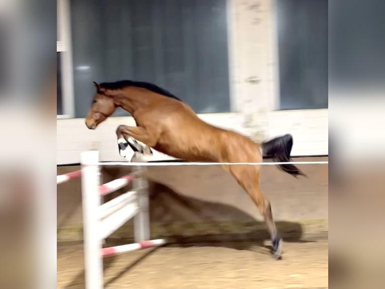 Oldenburger Springpaard Merrie 3 Jaar 167 cm Bruin in Rosdorf