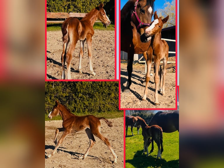 Oldenburger Springpaard Merrie 3 Jaar 167 cm Vos in Tenze