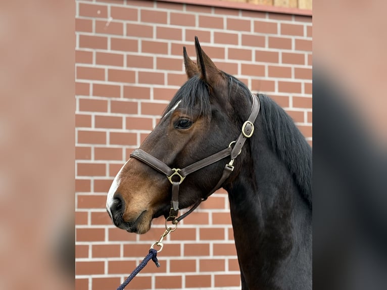 Oldenburger Springpaard Merrie 3 Jaar 168 cm Donkerbruin in Barver