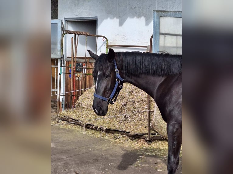 Oldenburger Springpaard Merrie 3 Jaar 168 cm Zwart in Königsmoos