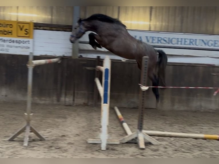 Oldenburger Springpaard Merrie 3 Jaar 170 cm Appelschimmel in Lübtheen