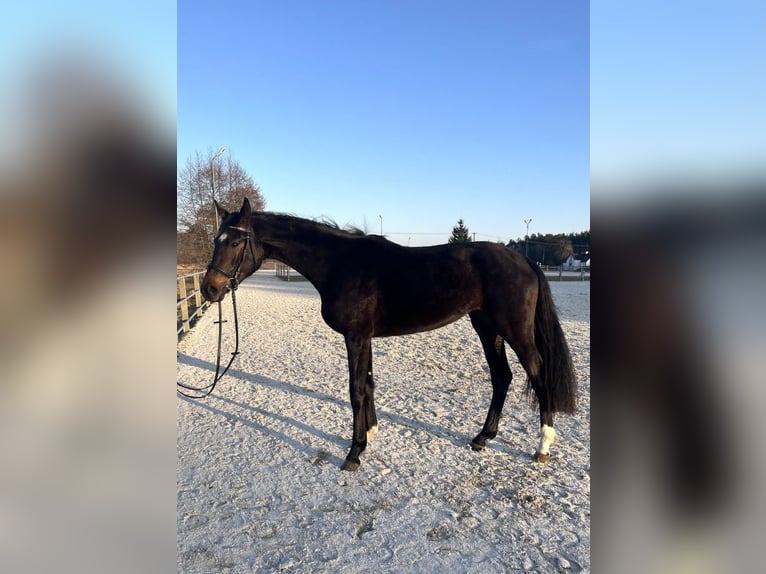 Oldenburger Springpaard Merrie 3 Jaar 170 cm Donkerbruin in Ostrów Wielkopolski