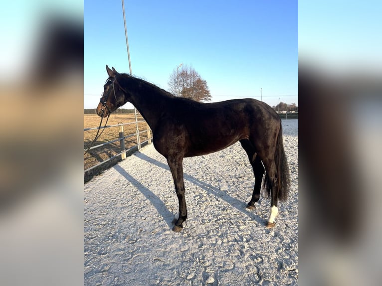 Oldenburger Springpaard Merrie 3 Jaar 170 cm Donkerbruin in Ostrów Wielkopolski