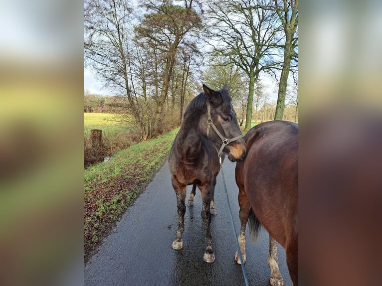 Oldenburger Springpaard Merrie 3 Jaar 170 cm Zwartbruin in Telgte