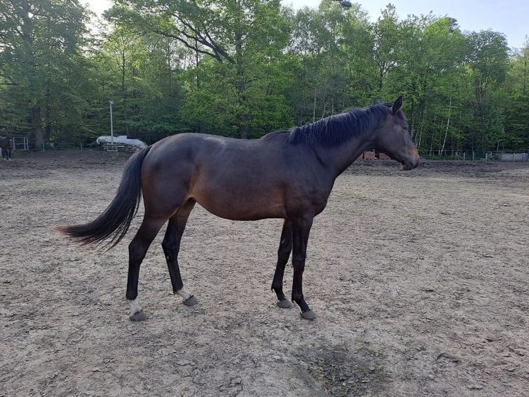 Oldenburger Springpaard Merrie 3 Jaar 170 cm Zwartbruin in Telgte