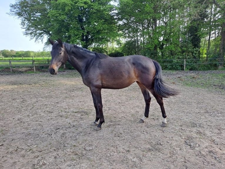 Oldenburger Springpaard Merrie 3 Jaar 170 cm Zwartbruin in Telgte