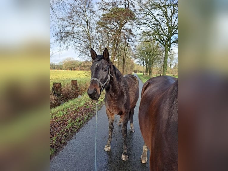 Oldenburger Springpaard Merrie 3 Jaar 170 cm Zwartbruin in Telgte