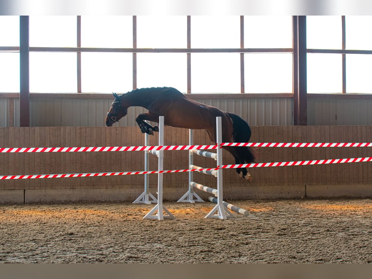Oldenburger Springpaard Merrie 3 Jaar 172 cm Bruin in Augustusburg